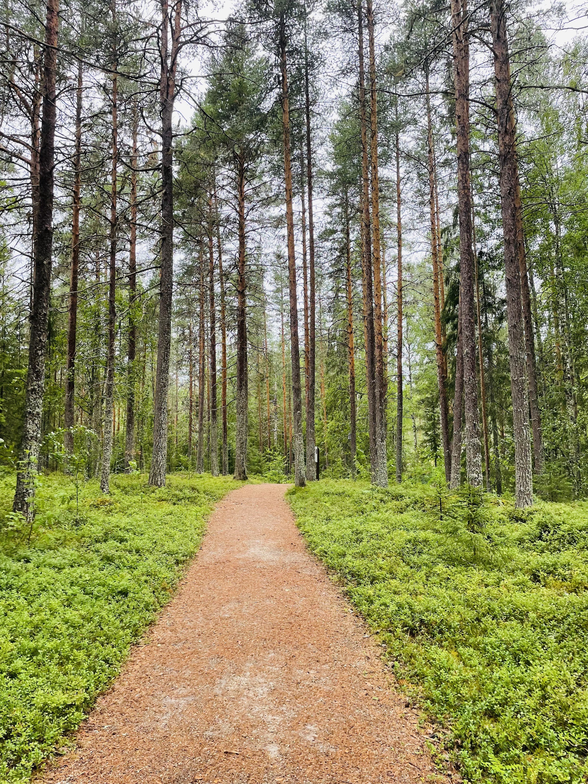 Vindel River Nature Center (Vindelälvens naturum / Vindel River Nature Center)